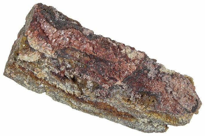 Devonian Petrified Wood (Callixylon) Section - Oldest True Wood #363308